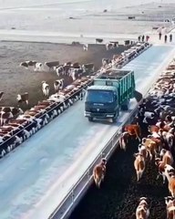 Farming Innovation: The Cattle Crossing