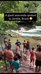 A Giant Anaconda Spotted Swimming in a River in Jardim, Brazil, While Tourists Look On
