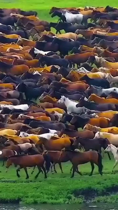 The Great Horse Migration: A Stunning Aerial View of a Herd Galloping Across a Field
