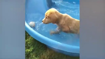 Minutes of FUNNY Pets_"Funniest Animals Ever! 2025 | Animal Comedy Kingdom‫‬