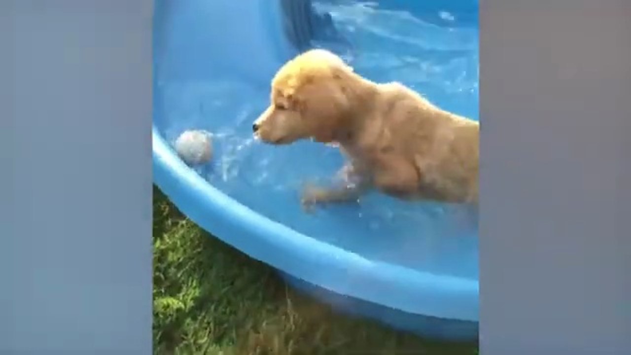 Minutes of FUNNY Pets_"Funniest Animals Ever! 2025 | Animal Comedy Kingdom‫‬