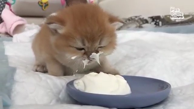Funniest Animals Ever! 2025 | Animal Comedy Kingd PUPPIES and KITTENS Only 😍 Minutes of FUNNY Pets‬