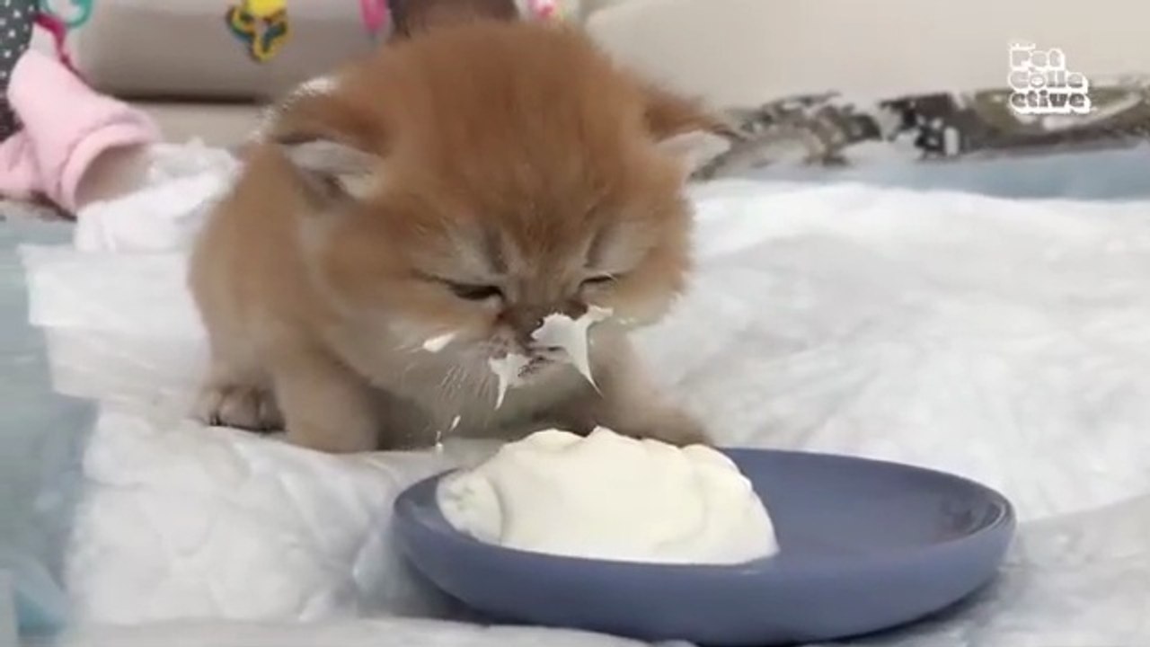 "Funniest Animals Ever! 2025 | Animal Comedy Ki...