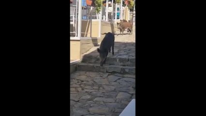 Cinghiali al bar a Castellabate, tra i tavoli alla ricerca di cibo