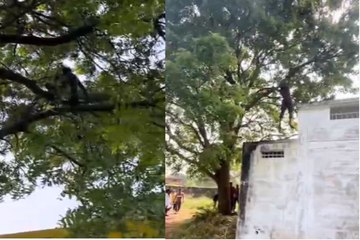 पेड़ पर फांसी लगाने चढ़ा युवक