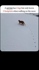🐾 قطة صغيرة… وخطوتان فقط تحملان دروسًا كبيرة! 🐈 🐾 Kitten… Only Two Footprints with a Big Life Lesson! 🐈