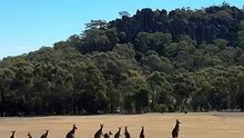 The MOB! Chilling ! Kangaroo diaries only in Australia 🇦🇺