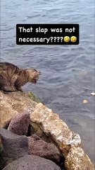 😂 قطط مضحكة ستجعلك تضحك بلا توقف 🐾 😂 Funny Cats That Will Make You Laugh Nonstop 🐾