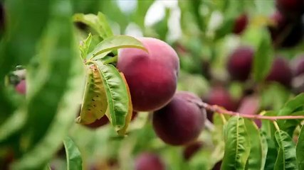 Nadia's Farm Kitchen (2025) Season 1 Episode 1