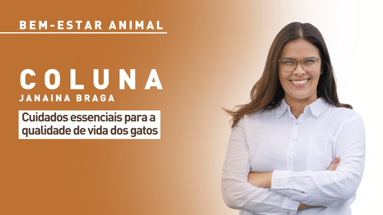 Bem-estar animal: cuidados essenciais para a qualidade de vida dos gatos