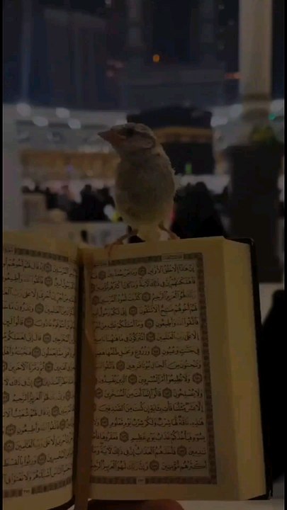 Best Voice ♥️ | Recitation Of Holy Quran