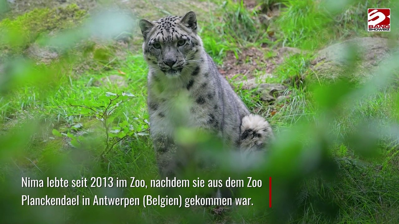 'Besonderer' Schneeleopard im Zoo von Great Yarmouth gestorben