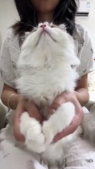 “Who’s Confusing Who Here? This Kitten Got Me Lost 😂” | Funny Cat Shorts