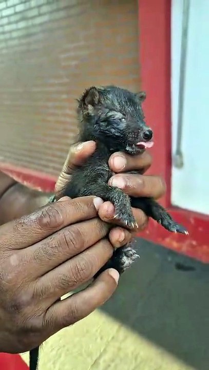 Filhotes de raposa são resgatados após incêndio florestal em Goiás