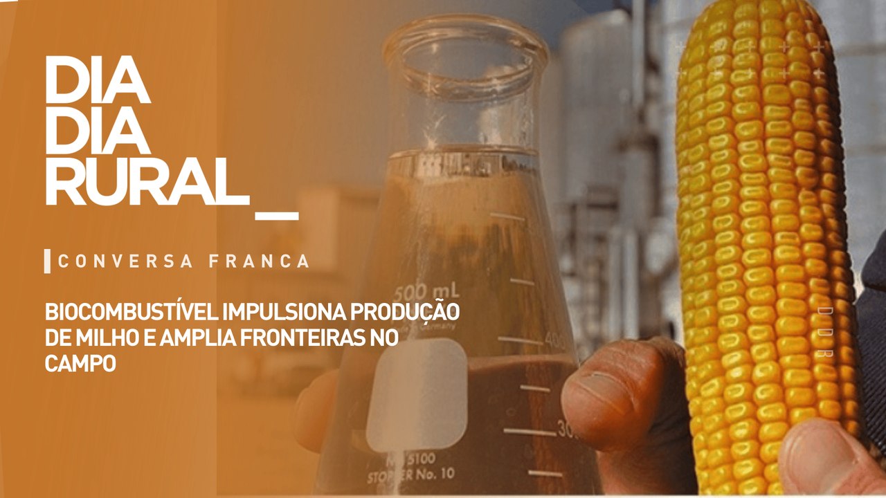 Biocombustível impulsiona produção de milho e amplia fronteiras no campo
