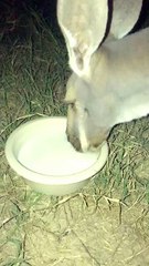 Kangaroo enjoying some milk