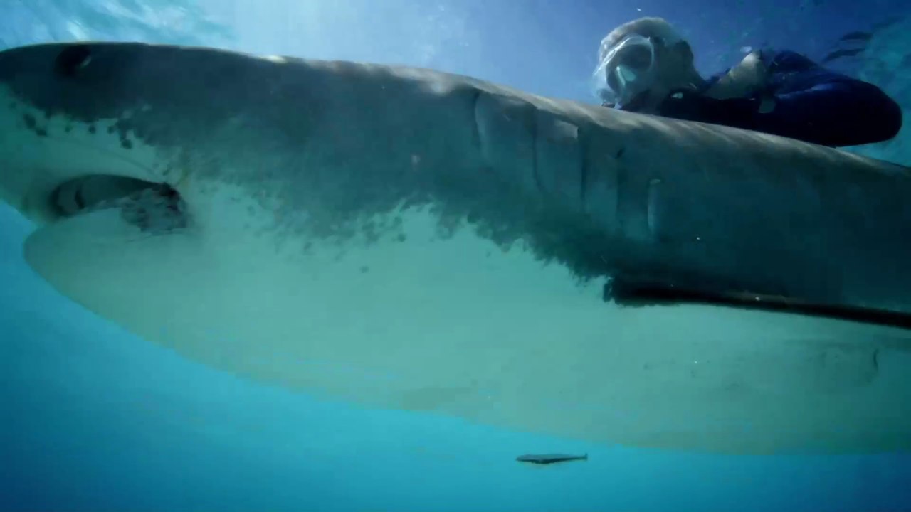 River Monsters S08E02 Death Down Under