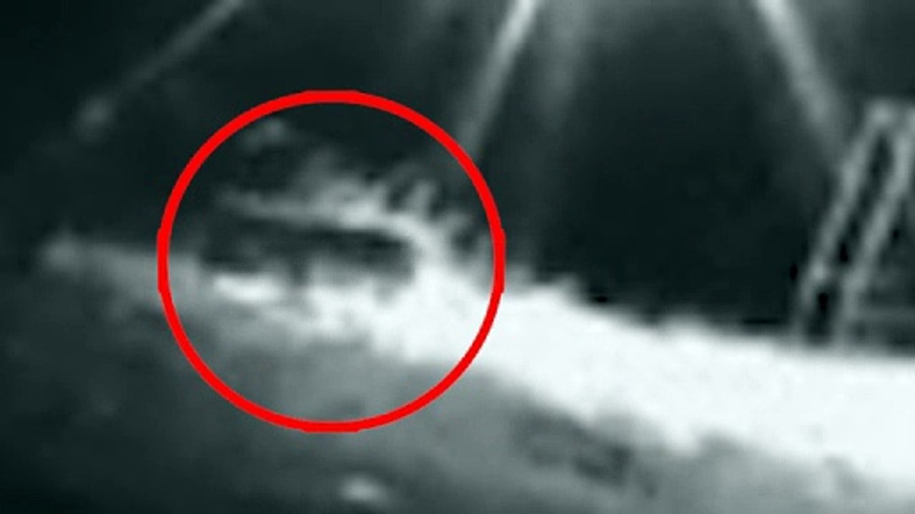 Onça-parda é flagrada em chácara de Umuarama após sumiço de galinhas e pintinhos