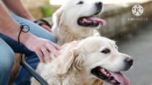 Os animais mais fofos do mundo N•449