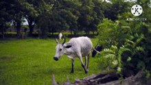 Os animais mais fofos do mundo N•450