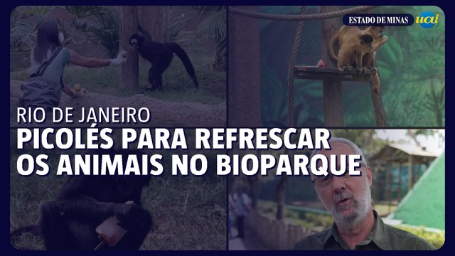 Picolés para refrescar os animais no BioParque do Rio