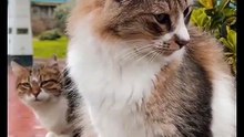 Os animais mais fofos do mundo N•455