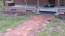 Welcome to Australia 🇦🇺 kangaroos pop up to pay you a visit 😂😂