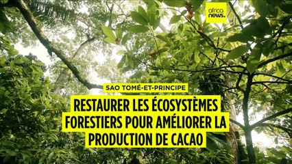 Sao Tomé-et-Principe : restaurer les écosystèmes pour améliorer la production de cacao