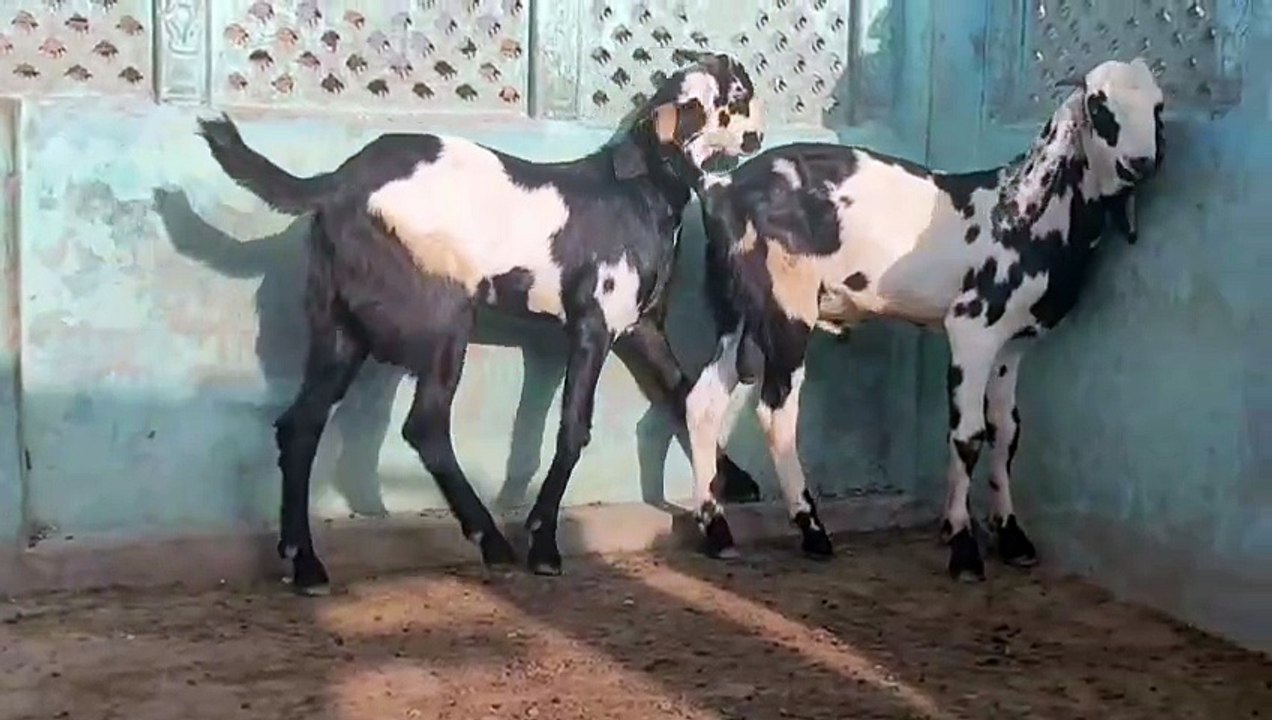 Beautifull Goats Pair