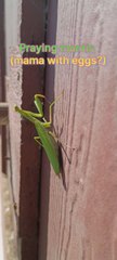 We found green mama praying mantis. She has eggs.