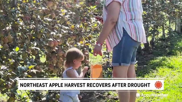 Northeast apple harvest bounces back after drought