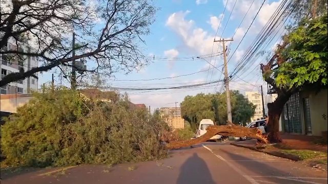 Árvore racha e atinge dois carros estacionados na Rua Manaus