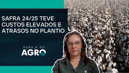 Produção de algodão em MT caminha para resultados históricos | HORA H DO AGRO