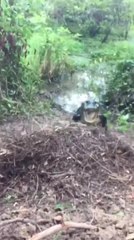 Alligator Hisses at Person Near Its Nest