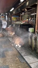 Deer in Nara 奈良公園の鹿  #奈良公園 #鹿 #nara #deer