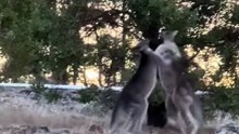 Kangaroos fighting