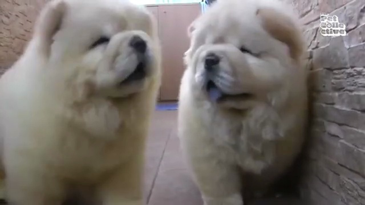 Minutes of FUNNY Pets_"Funniest Animals Ever! 2025 | Animal Comedy Kingdom‫‬