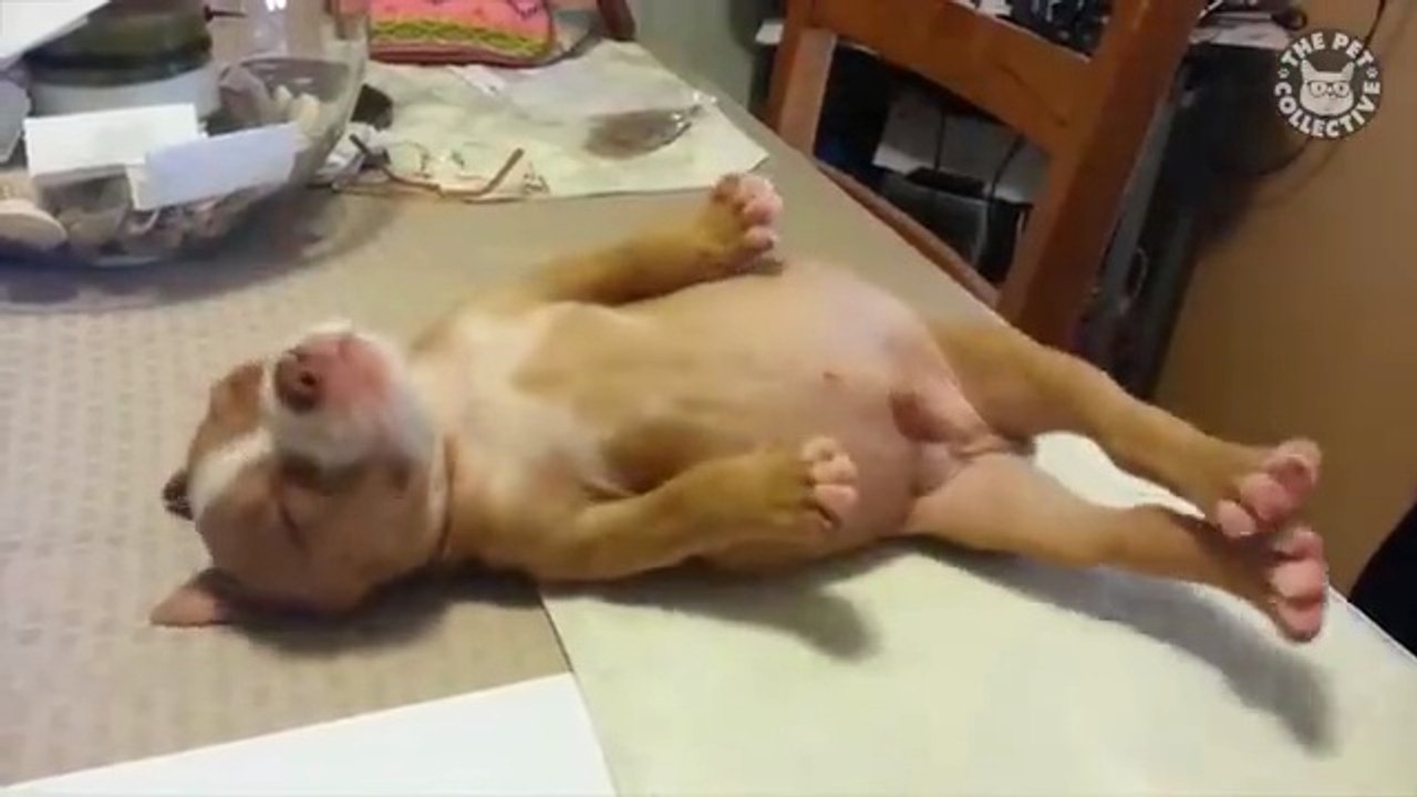 Minutes of FUNNY Pets_"Funniest Animals Ever! 2025 | Animal Comedy Kingdom‫‬