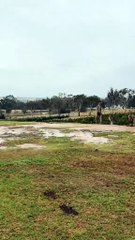 Kangaroo diaries only in Australia 🇦🇺