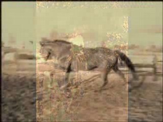 Maestro de l'Arnes: Expert en harnais 🎯