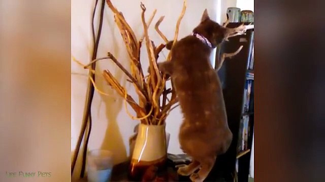 Naimlkas Best Funny Compilation 😂 Cute Cats, Silly Dogs & Epic Animal Fails | Try Not to Laugh 2025