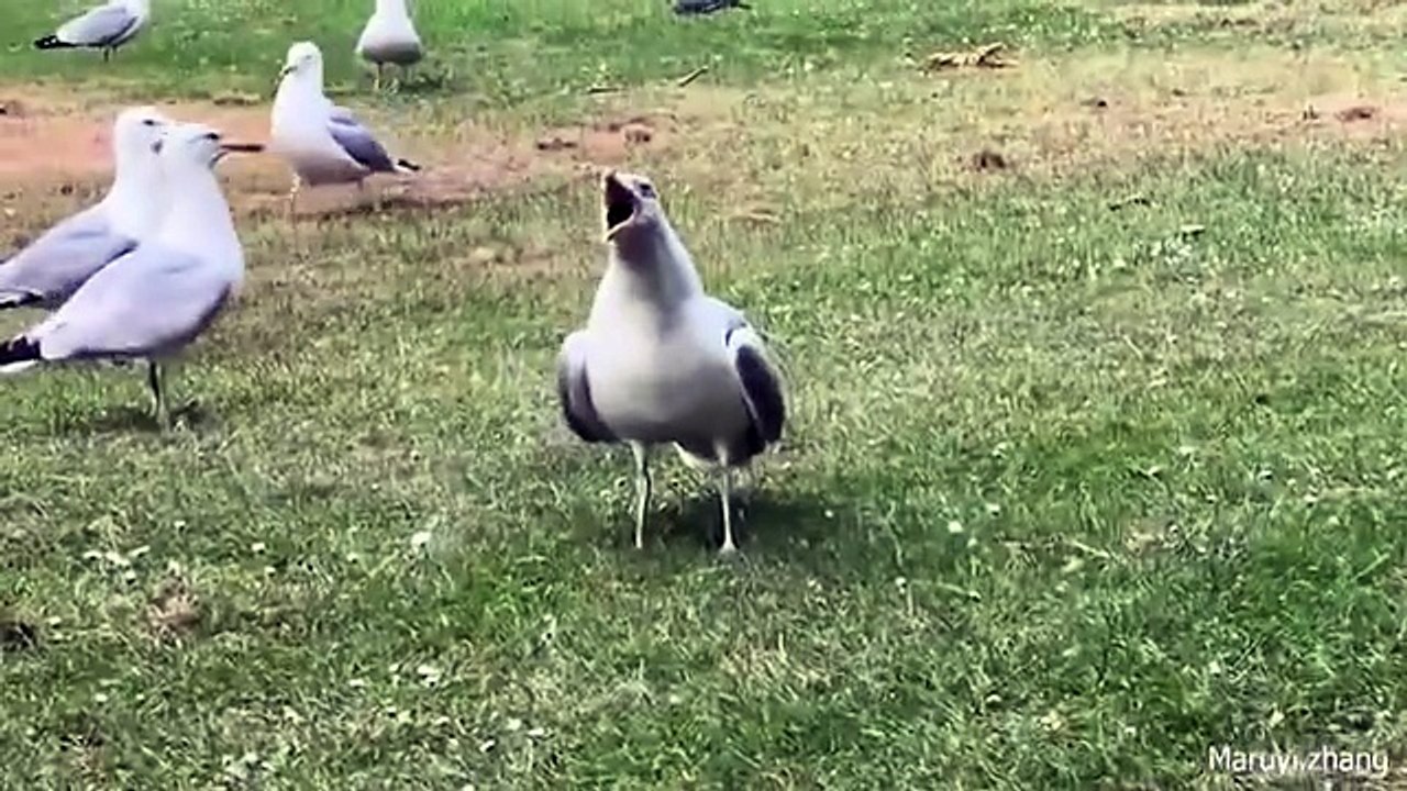 "Naimlkas Crazy Funny Pets 2025 🐶🐱 Epic Animal Fails and Adorable Reactions | Ultimate Laugh Challenge"