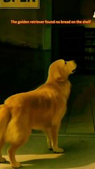 Tears Fall Endlessly! The Secret Behind the Golden Retriever Stealing Bread Hides the Purest Love