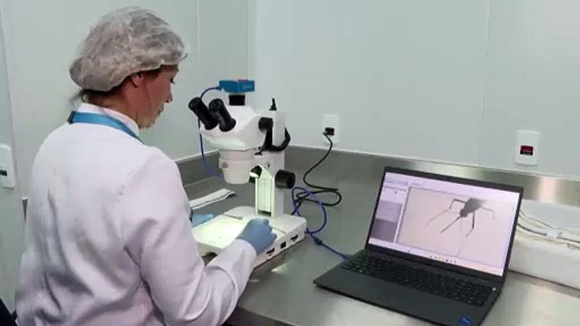 Brazil's mosquito factory aims to stop dengue fever