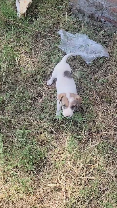 Her Majesty and Pup Majesty