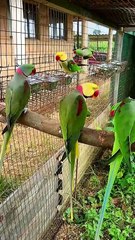 Clearhead Green Alexandrine Parrot _cute _beautiful _viral _amazing _mutation _shorts