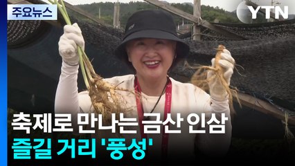 축제로 만나는 금산 인삼...즐길 거리 '풍성' / YTN
