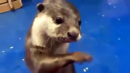 This otter teaching a human how to pet it gets me every time