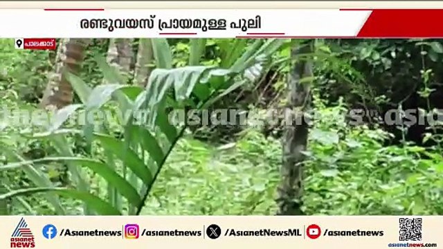 പാലക്കാട് ജനവാസ മേഖലയിൽ പുലി അവശനിലയിൽ