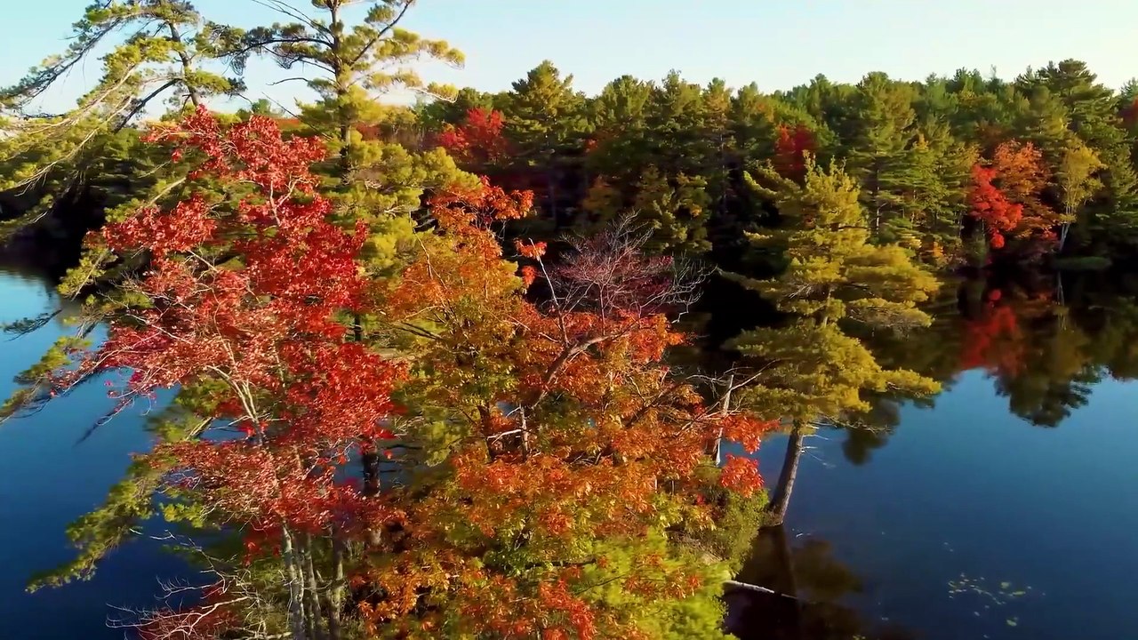 Healing Music for Heart, Blood Flow & Nervous System  Calm Your Body, Soothe Your Soul #62